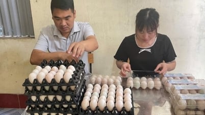 Человек, который вывел бренд утиных яиц Dong Rui на новый уровень