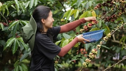 Coffee price forecast for tomorrow, June 11, 2025, domestic price is increasing