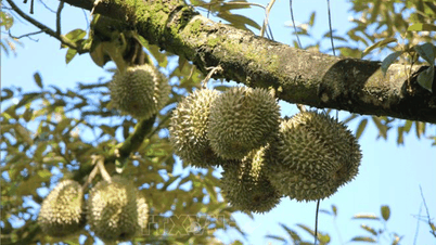 Gestión de la calidad del durian para mantener el mercado de exportación