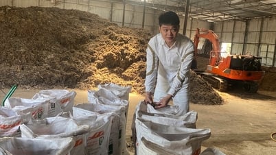 Lông gà cũng thành “vàng nâu” cho đất