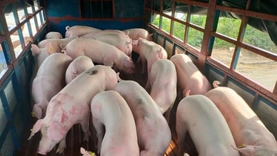 Цена на свинину сегодня 20 июня: Незначительное снижение в некоторых населенных пунктах