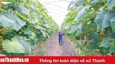 Protéger les plantes par temps chaud