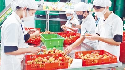 Hành trình đưa trái ngọt vượt đại dương