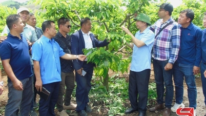 Đoàn cán bộ 9 tỉnh Bắc Lào tham quan một số mô hình nông nghiệp tại Mai Sơn