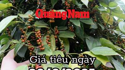 Tin tức, dự báo giá tiêu ngày mai 28/6/2025 chuỗi tăng tạm dừng chân
