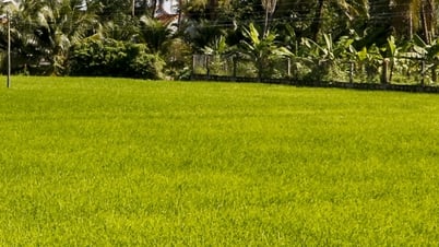 En 5 mois, la superficie totale annuelle de plantation de cultures du district de Van Ninh était de 7 325 hectares.