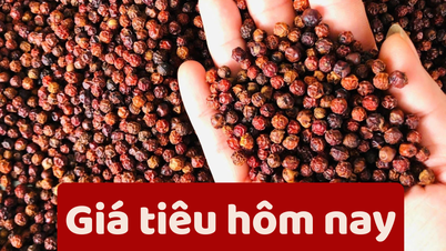 Pepper price today June 7, 2025: Slightly scattered increase
