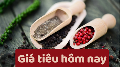 Pepper price today June 8, 2025: Sharp decrease across the board